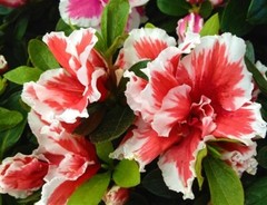 ~~MARDI GRAS~~Azalea Rhododendron Deciduous Starter Plant~~RED & WHITE BI-COLOR~
