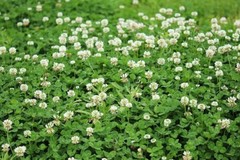 Dutch White Clover Seeds to Plant