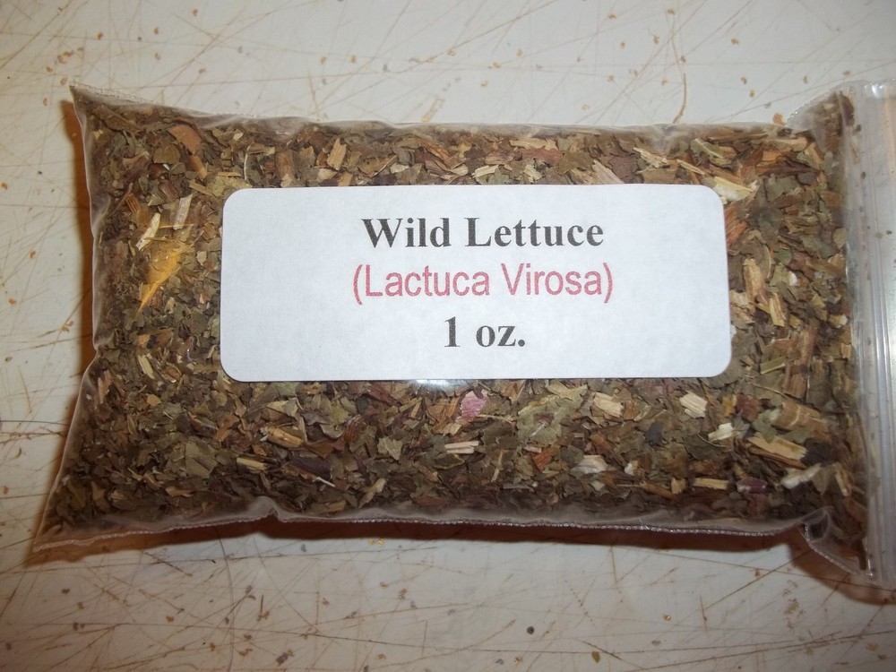 1 oz. Wild Lettuce Leaf c/s (Lactuca virosa)