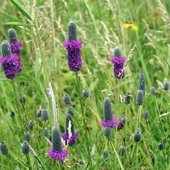 1000+ Prairie Clover Seeds – Purple | Honey Bees Pollinators PERENNIAL Non-GMO