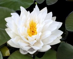 RED Live Hardy Water Lily Tubers Aquatic Pond Plants Lilies