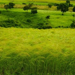 5 LBS – Coated Teff Annual Pasture Grass Seed For Cattle, Horses, & Livestock