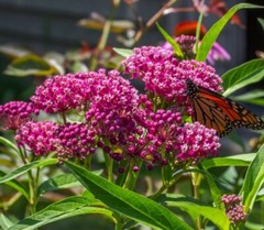 Swamp Milkweed Seeds, Asclepias Incarnata, Rose Milkweed, Easy Grow, FREE SHIP