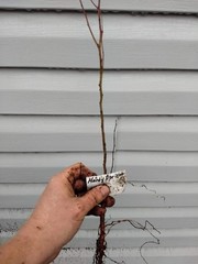 1 DORMANT Tibetan Apricot, edible tree/shrub .Zones 5-8. Self Pollinizing