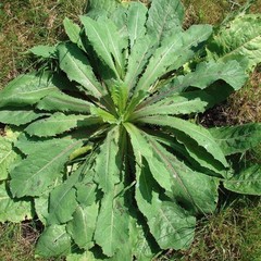 Wild Lettuce Seeds Lactuca virosa 50 Pack for Herbal Remedies