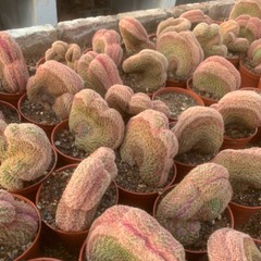 6-8CM Cactus Plant Echinocereus Rigidissimus Rubispinus Cristata Cactaceae Plant