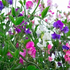 Royal Family Sweet Pea Seeds, Ruffled Flower Blooms, Floral Scent, FREE SHIPPING