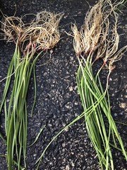 100 Rooted Chinese Chives Plants (Organic Garlic Chives, Over 3 Years Old)韭菜