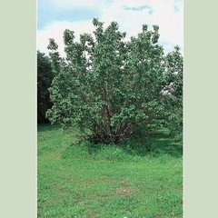 1 DORMANT Tibetan Apricot, edible tree/shrub .Zones 5-8. Self Pollinizing