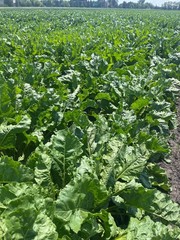 Sugar Beet Seed | Deer Wildlife Food Plot Forage Fall Planting Habitat Root Crop