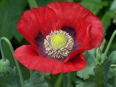 1,000 Turkish Red Poppy Seeds – P. Somniferum – Giant Scarlet Red Blooms