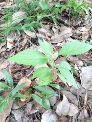 200 Seeds American Beautyberry – Florida Grown