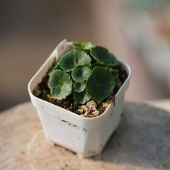 1CM Succulent Plant Crassula Umbella Wine Cup Crassulaceae Home Garden Beautiful