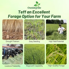 10 LBS – Coated Teff Annual Pasture Grass Seed For Cattle, Horses, & Livestock