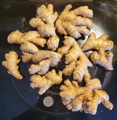 Fresh Organic Ginger Root FREE SHIPPING 1lb to 30lb USA Shipper BEST PRICE on Eb