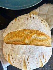 FREE SHIPPING Sourdough Starter Verified Live Boston – 221yr Old TOP SELLER!