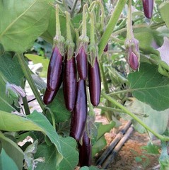 2026 Heirloom Vegetable Seeds – Premium Garden Seeds for Planting