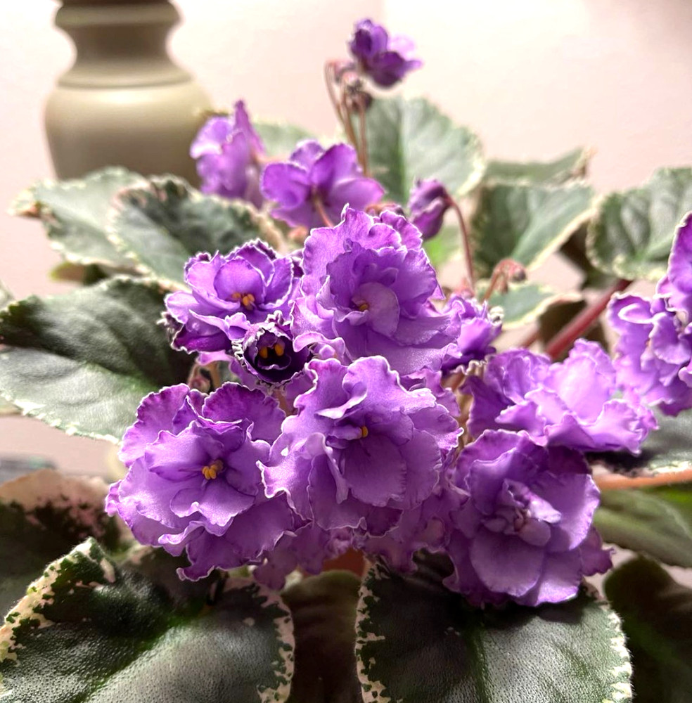2 African Violet Leaves ~ * HUNTER’S MOMMA JO * ~