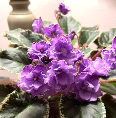 2 African Violet Leaves ~ * HUNTER’S MOMMA JO * ~