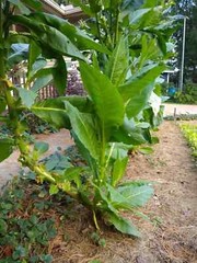 1000 “Great Lakes Gold” Tobacco Seeds FROM MICHIGAN! Organic, Heirloom, non-GMO