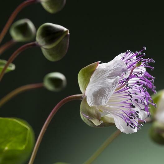 25 Caper Seeds Capparis spinosa