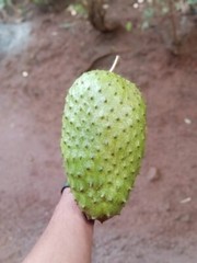 Stabbed Elan none-sour sop-Soursop-Guanabana/Graviola 3+ Seeds[ is rare]