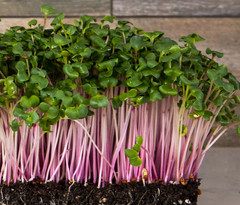 Organic MICROGREEN Seeds | Fresh Heirloom Non GMO Sprouting Seeds