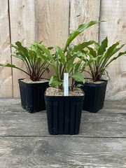 Potted Hosta ‘China girl’ Plant 1gal. Gorgeous Red Stem Green Leaf Marvel! WOW!
