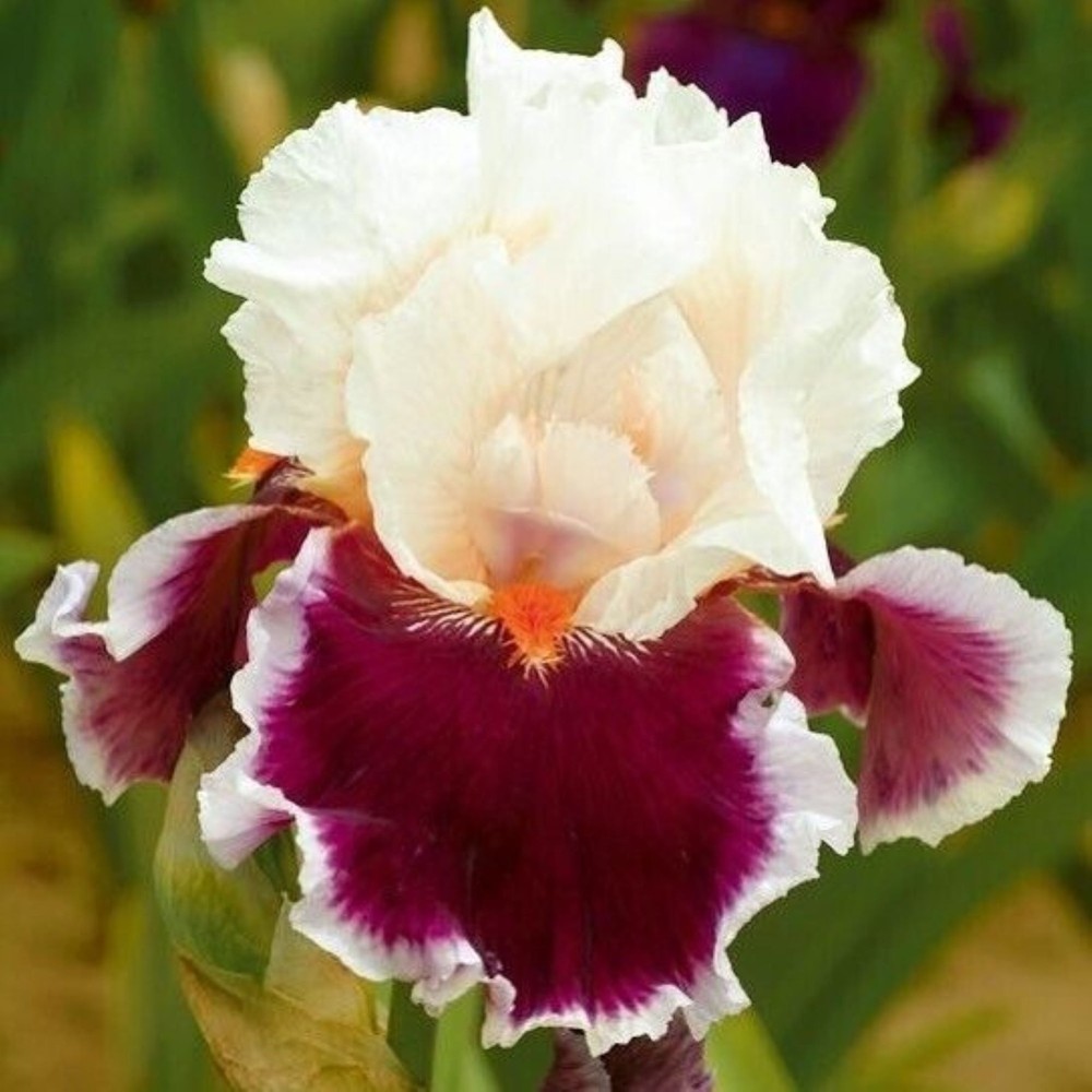 50 Iris Seeds Much Less Money Than Bulbs ..
