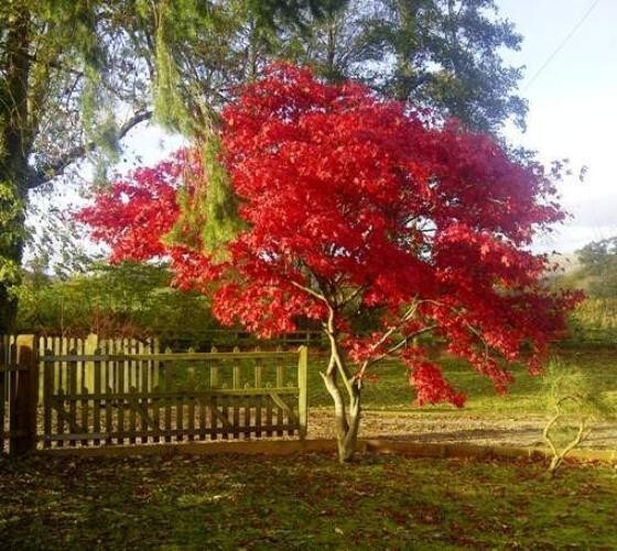 Fireglow Upright Red Japanese Maple – Live Plant – ( 2.5 QT )