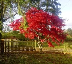 Fireglow Upright Red Japanese Maple – Live Plant – ( 2.5 QT )