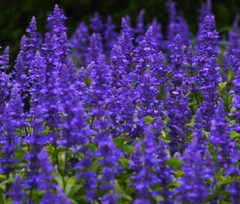SAGE BLUE Salvia Farinacea – 10,000 Bulk Seeds
