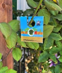 1,000 Encarsia Formosa Eggs for Whitefly Control (10 hanging cards)