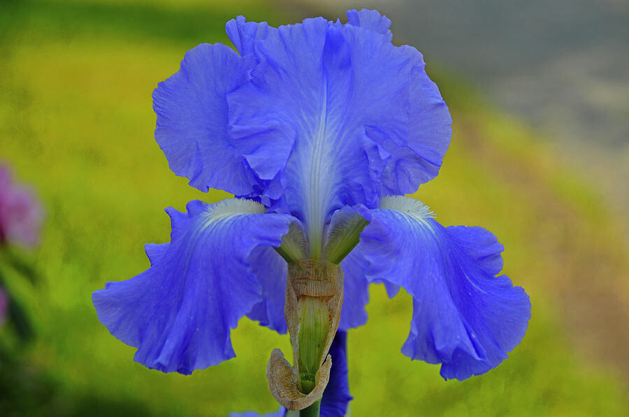 Tall Bearded Iris Reblooming Victoria Falls Freshly Dug 1 Rhizomes