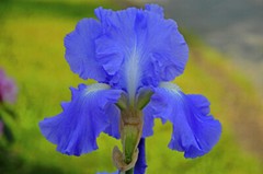 Tall Bearded Iris Reblooming Victoria Falls Freshly Dug 1 Rhizomes