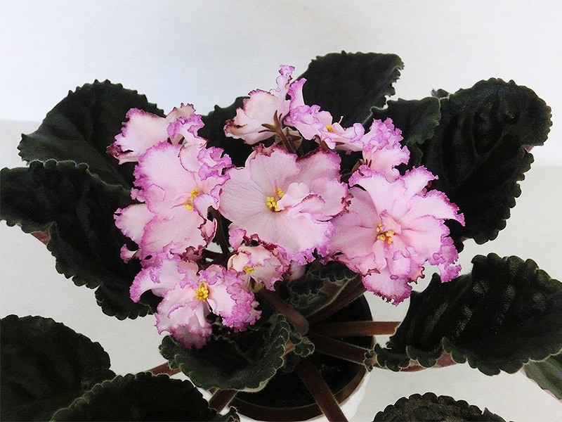 African Violet Plant PT Beautiful Signorina Starter Plant Standard