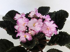 African Violet Plant PT Beautiful Signorina Starter Plant Standard