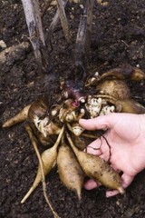 Yacon (Smallanthus sonchifolius) TC Plant Plug -3-6 in- Edible Tubers!!!