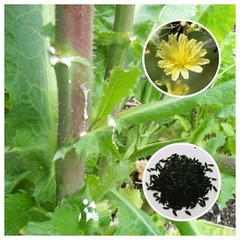 Wild Lettuce (Lactuca virosa) 25+ Seeds *Free International Shipping*