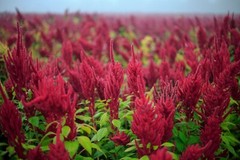 1000+ Organic Non-GMO Red Garnet Amaranth Seeds- Seeds Of Tomorrow