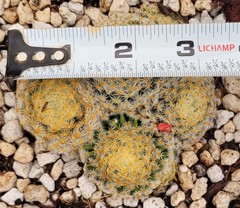 Mammillaria Schiedeana 5 Headed Cluster 3.25″ Wide – Bare Root