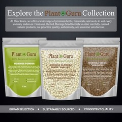 2500 Moringa Oleifera Seeds Kernel 2 lbs. Jar Bulk SHELLED Fresh