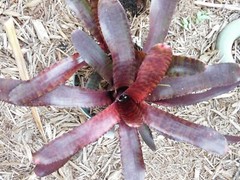 Neoregelia TUNISIA Bromeliad one tropical plant