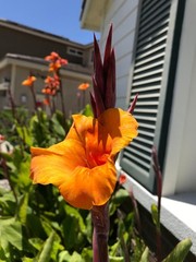 Canna Lily Pretoria / Bengal Tiger: Variegated Green Foliage – 2-Rhizomes