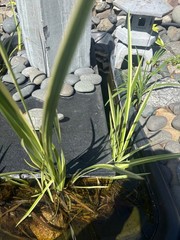 Cold Hardy Variegated Sweet Flag Aquatic Marginal Pond Plant – 4 plants