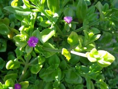 10 Cuttings Aptenia cordifolia Purple/Pink Apple Ice Plant’ ‘Baby Sun Rose’ 4″-7