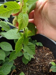 1 Nanking Cheropugy bush cherry, rooted plant. Zones 4-8