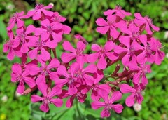 1001+CATCHFLY Flower Seeds None So Pretty Native Wildflower Patio Container Easy