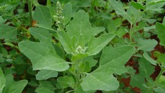 Chenopodium album, Organic Lamb’s Quarters, Goosefoot – 100 to 1000