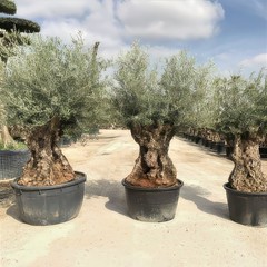 10 CANINO OLIVE TREE SEEDS (Olea europaea) European Common Edible Fruit Plant